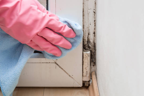 Best Attic Mold Removal  in Valley View, PA